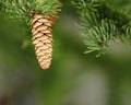 Tree cones Royalty Free Stock Photo