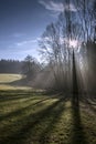 Tree in contrejour lighting Royalty Free Stock Photo