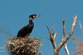 Tree with Cormorant nest Royalty Free Stock Photo