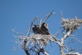 Tree with Cormorant nest Royalty Free Stock Photo