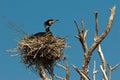 Tree with Cormorant nests Royalty Free Stock Photo
