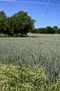 Tree, corn field, chamomile and red poppy on spring time Royalty Free Stock Photo