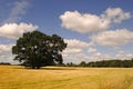 Tree, cornfield and clouds Royalty Free Stock Photo