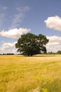 Tree, cornfield and clouds Royalty Free Stock Photo