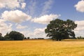 Tree, cornfield and clouds Royalty Free Stock Photo