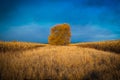 Tree in the cornfield Royalty Free Stock Photo