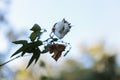 Tree cotton, Gossypium barbadense, in bloom Royalty Free Stock Photo