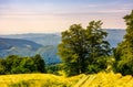 Tree by the country road winding down the hill Royalty Free Stock Photo