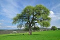 Tree countryside Royalty Free Stock Photo