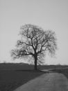 Tree by countryside road