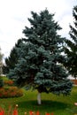 Tree. Courtyard of the Monastery Zamfira