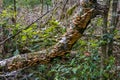 Tree covered with colony of tree fungi. Forest biodiversity nature background Royalty Free Stock Photo