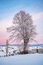 Tree covered by frost and mountain view on sunrise. natural winter background Royalty Free Stock Photo