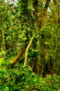 Tree covered with green ivy Royalty Free Stock Photo