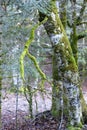 Tree covered in green moss Royalty Free Stock Photo