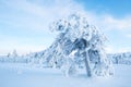 A Tree Covered With Heavy Snow with Blue Sky In Lapland Finland, Northern Europe, Beautiful Snowy Winter Forest Landscape Royalty Free Stock Photo