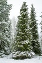 A tree covered with heavy snow with blue sky In Lapland Finland, Royalty Free Stock Photo