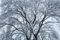 Tree, covered with ice and frost. Winter natural background