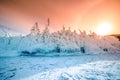 Tree covered with ice and snow at sunset in the shore of the soaring lake Baikal in winter, Siberia, Russia Royalty Free Stock Photo