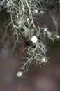 A tree covered with leafy foliose lichens and shrubby fruticose lichens.