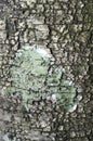 A tree covered with leafy foliose lichens and shrubby fruticose lichens.