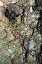 A tree covered with leafy foliose lichens and shrubby fruticose lichens.