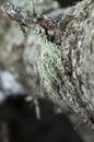 A tree covered with leafy foliose lichens and shrubby fruticose lichens.