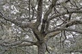 Tree covered with lichens