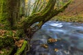 A tree covered by moss and ferns and fallen leaves on a stream with the rapids in autumn