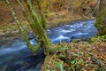 A tree covered by moss and ferns and fallen leaves on a stream with the rapids in autumn