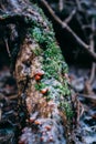 A tree covered with moss and ice. Early winter in the forest Royalty Free Stock Photo