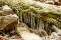 A tree covered with moss and icicles