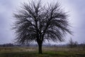 Burnt tree in the middle of a field in late autumn Royalty Free Stock Photo