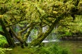 Tree covered in moss with waterfall in the background Royalty Free Stock Photo