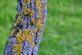 Tree is covered with moss which damages the tree and kills it by allowing it to develop fungal diseases and infections. color