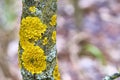 Tree is covered with moss which damages the tree and kills it by allowing it to develop fungal diseases and infections. color Royalty Free Stock Photo