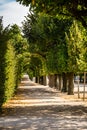 Tree covered path in the fall Royalty Free Stock Photo