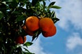 Tree covered with ripe oranges and white flowers