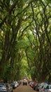 Tree covered Rua GonÃÂ§alo de Carvalho Street in Porto Alegre, Brazil. Royalty Free Stock Photo