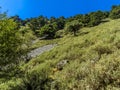 The tree-covered sides of the Imbros Gorge near Chania, Crete on a bright sunny day Royalty Free Stock Photo