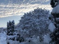 Photo of winter weather. Tree covered with snow and beautiful blue sky. Royalty Free Stock Photo