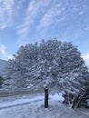 Tree covered with snow and beautiful blue sky. Winter