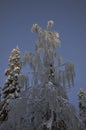 Tree covered with snow in Finnish Lapland, night photograph