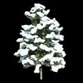 Tree covered in snow, known by the names of alerce, cedar, European larice or European larch