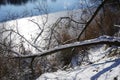 Tree covered with snow laying on lake shore in winter