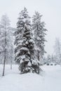 A tree covered in snow near Sirkka in Lapland, Finland