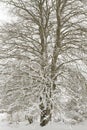 Tree covered in snow