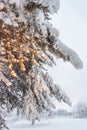 A tree covered in snow near Sirkka in Lapland, Finland