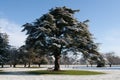 Tree covered in snow.