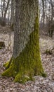 Green moss on tree